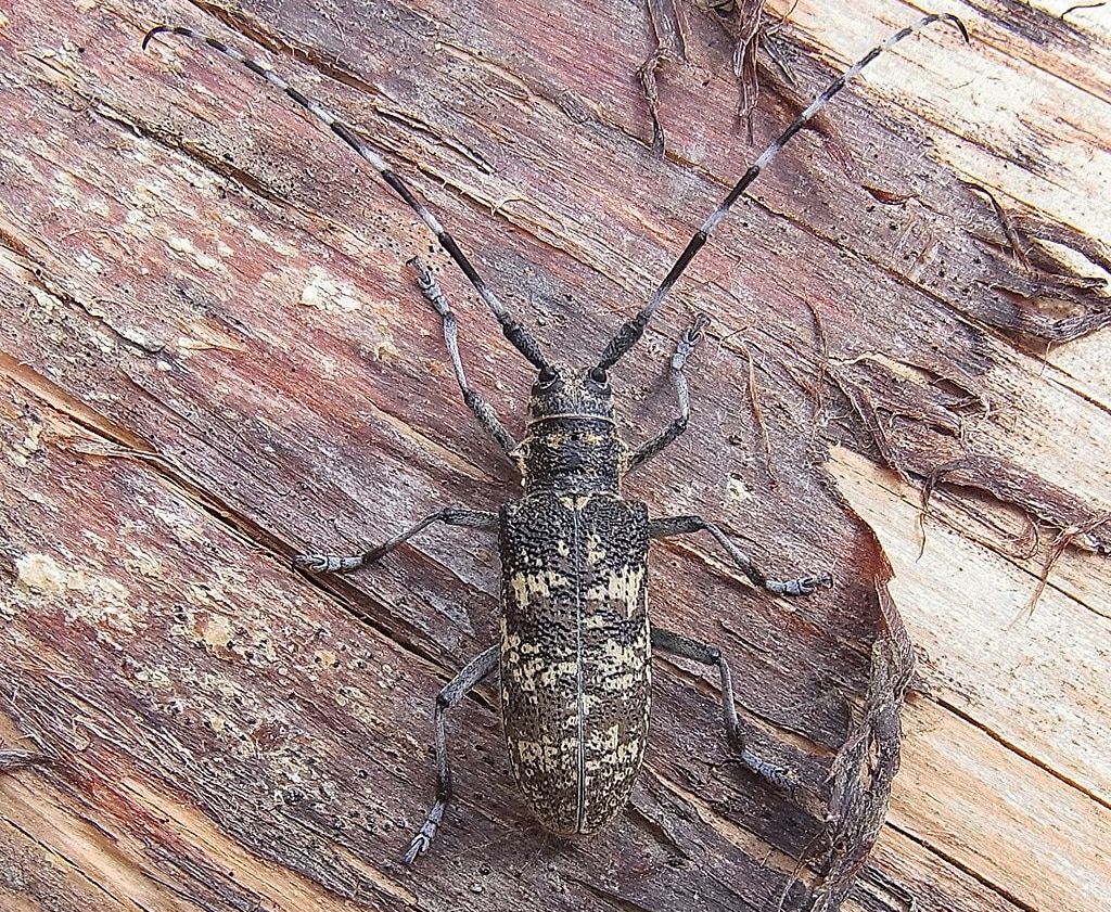 Природа, Томские новости, еловый усач древесина вредители повреждение деревьев В одном из лесничеств Томской области ввели карантин из-за елового усача