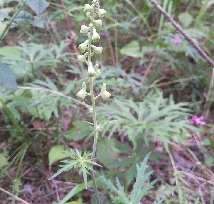 Природа, Томские новости, виды растения пропала трава исчезающие виды красная книга В Томской области исчезают борец бородатый и весёлка обыкновенная