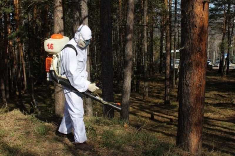 Безопасность, Природа, Томские новости, клещи обработка сход снега безопасность поляна куда сходить зелень противоклещевая безопасные места На следующей неделе в Томске стартует противоклещевая обработка