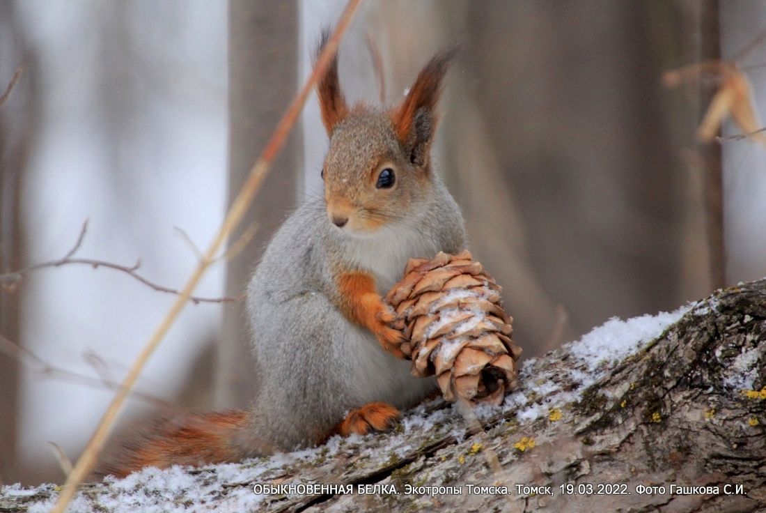 Отдых, Природа, Томские новости, экотропы прогулка гулять выход фенология наука о природе куда сходить отдых активный отдых прогулки Томичей приглашают на познавательную прогулку по Университетской роще и Ботаническому сад