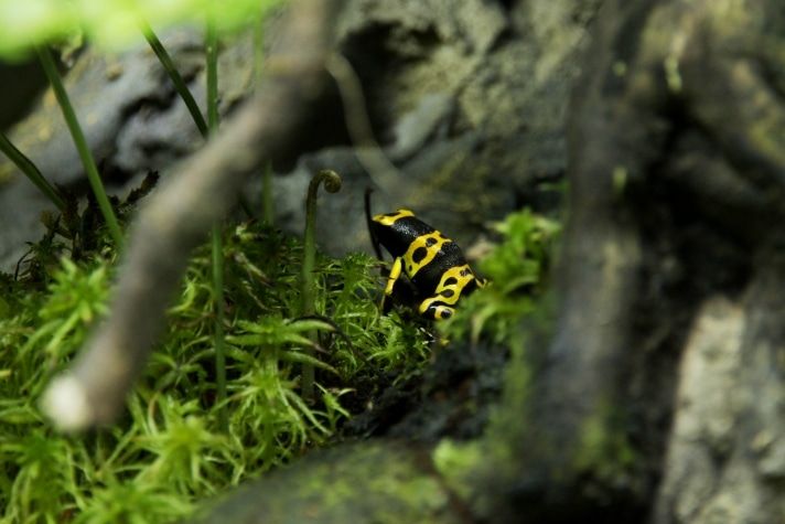 ТГУ, Томские новости, лягушки ядовитые амфибии природа куда сходить экскурсии ботсад ботанический сад В томском Ботсаду поселились ядовитые лягушки-самоцветы