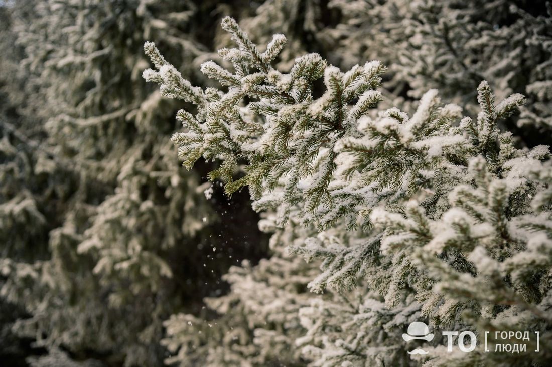Город, Новый год ❄, Томские новости, праздники где купить елку в Томске интересные новости карты Елочные базары в Томске заработают в начале декабря