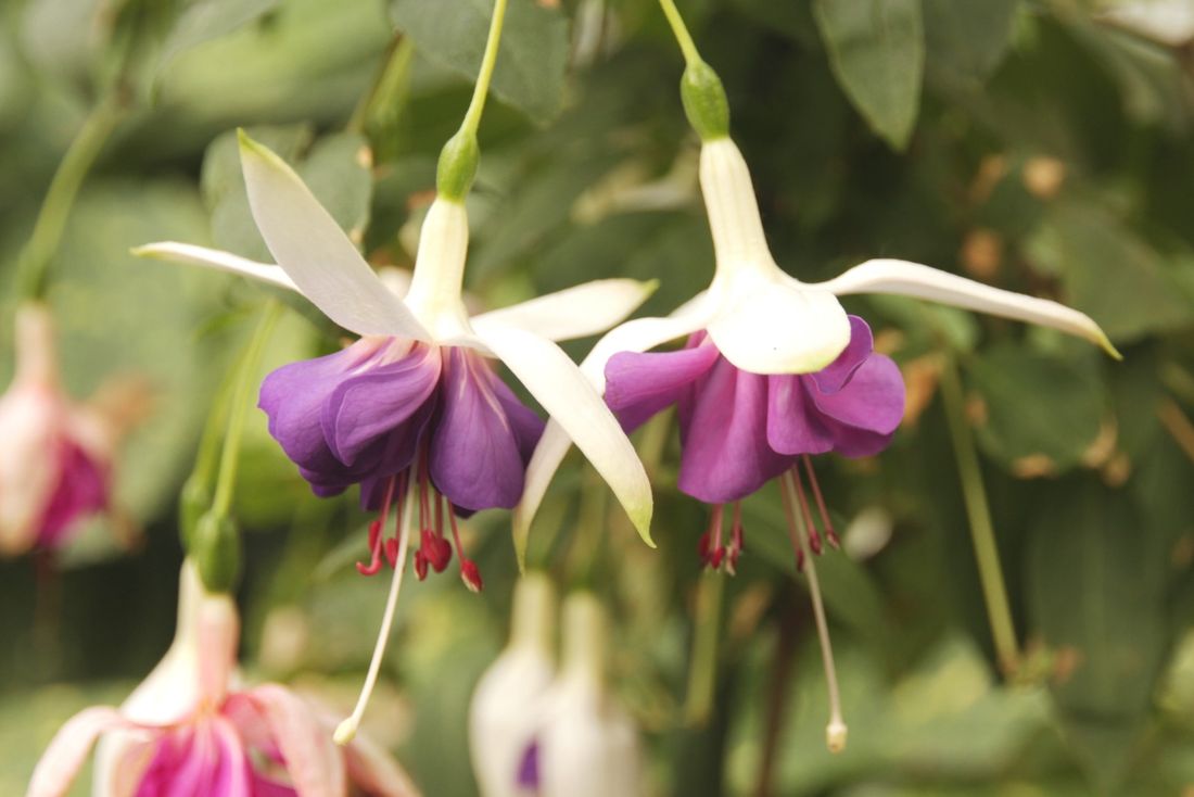 Зелень в городе, Томские новости, тгу образование вуз растения зелень оранжерея куда сходить отдых в Томске интересные новости В томском Ботсаду распустился «танец эльфов»