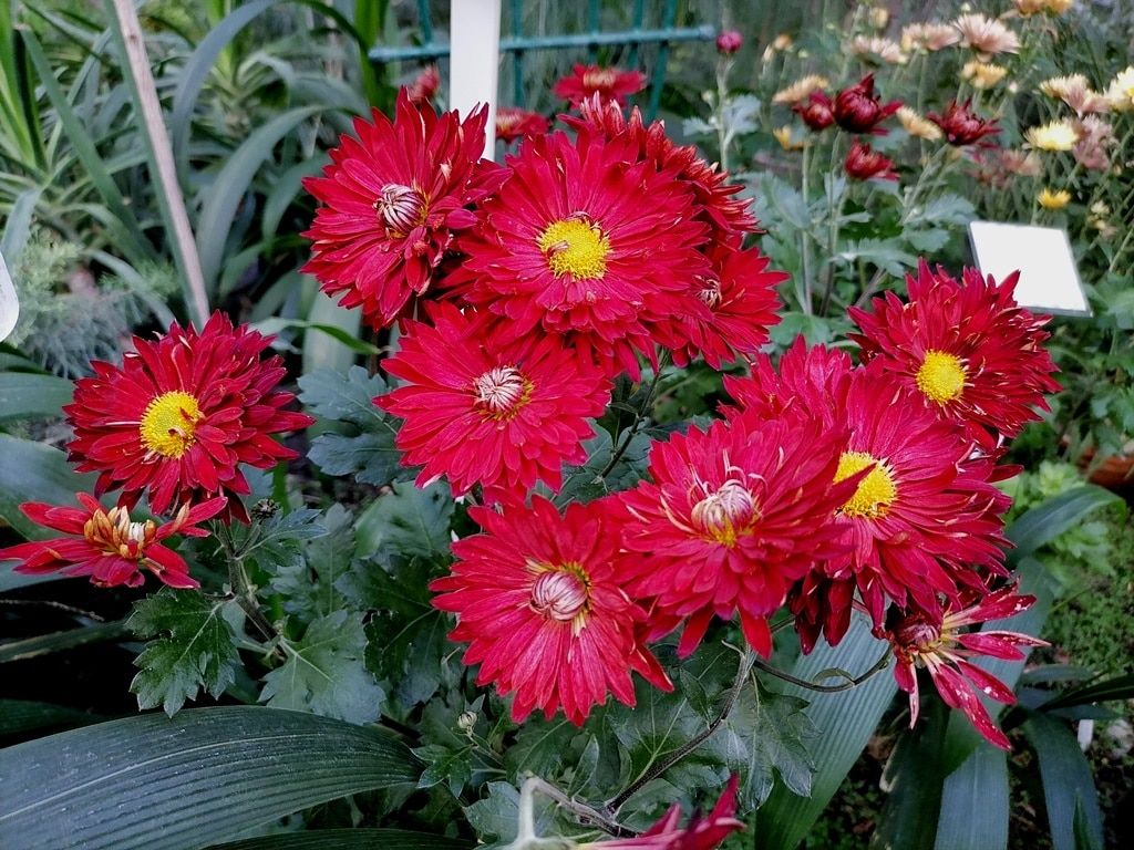 Зелень в городе, Томские новости, ТГУ цветы ботанический сад ботсад хризантемы растения В томском Ботсаду стартует фестиваль хризантем