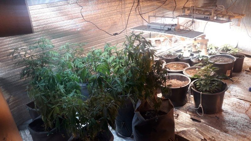 Криминал, Томские новости, колония арестовали задержали сводка выращивал коноплю арест запрет наркотики легалайз легкие наркоти Полицейские вычислили томича, который выращивал дома коноплю