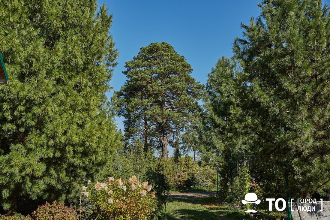 Природа, Томские новости, центр управления регионом кедровники леса заражение деревьев восстановление тайги В Томском районе припоселковый кедровник обследуют после сообщения о заражении деревьев