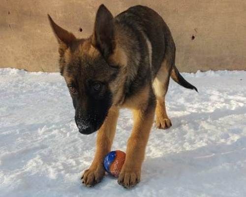 Томские новости, колония УФСИН собаки интересные новости Томска В рядах кинологической службы томской УФСИН пополнение