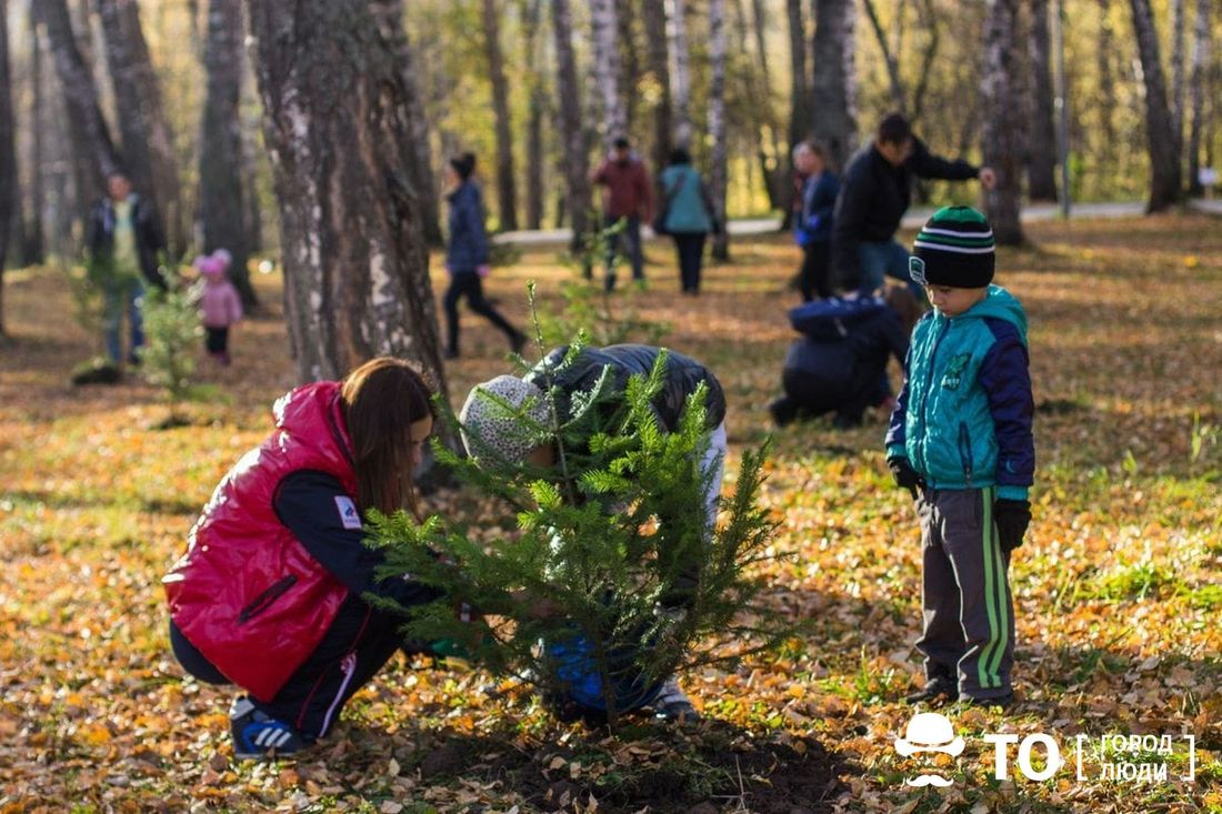 Конкурсы и акции, Томские новости, Экология, кедры интересные новости высадка экология природа растения Томичей приглашают на масштабную высадку кедров