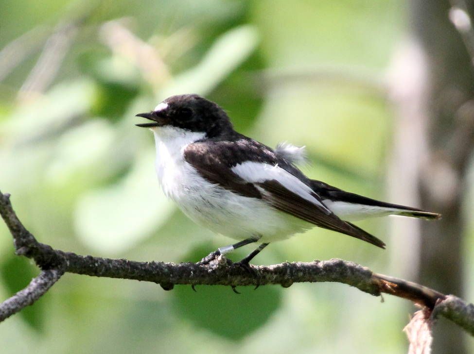 Природа, ТГУ, Томские новости, вуз песни день птиц пеструшки мухоловки Томские ученые выяснили, как мухоловки-пеструшки учат новые «песни»