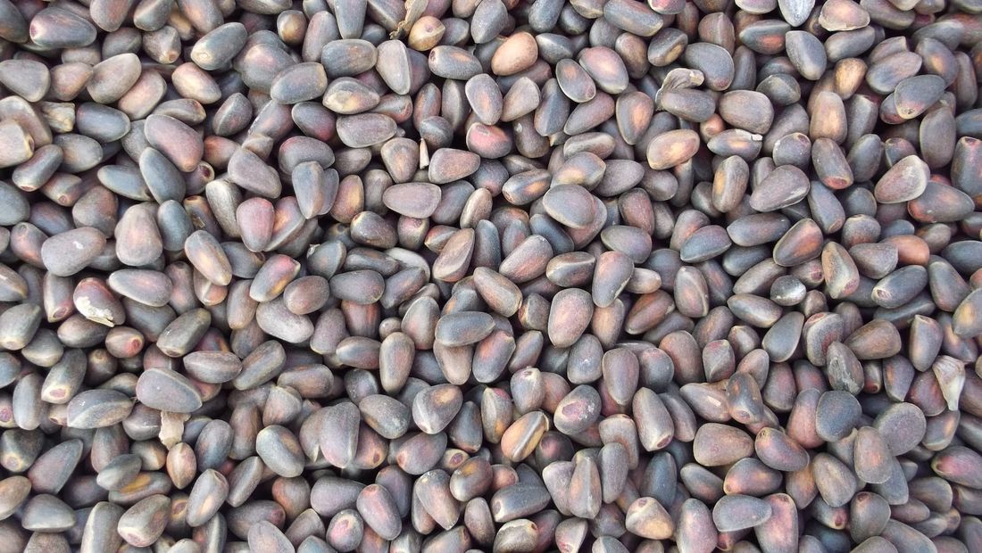 Предприятие, Природа, Томские новости, томск экономика кедровый орех сельское хозяйство производители дикоросы томской области Томская область стала главным поставщиком кедрового ореха в 2022 году