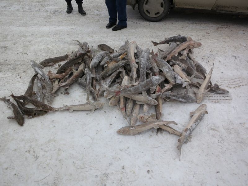 Криминал, Томские новости, задержали арестовали рыба перевозка осетры полиция браконьеры Томские полицейские задержали жителя Новосибирской области, перевозившего осетров на 13 млн рублей