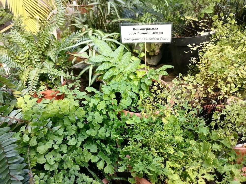 Зелень в городе, Томские новости, папоротники растения новые виды сорта ТГУ ботанический сад куда сходить отдых растения университет В томском Бостаду появились 170 новых видов и сортов папоротников