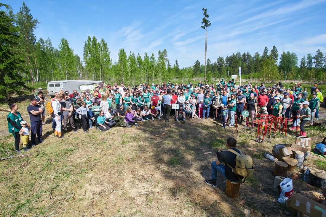 Томские новости, Экология, лес посадки кедры сеянцы экоакции высадка деревьев восстановление тайги Под Томском высадили 20 тыс. сеянцев сосны