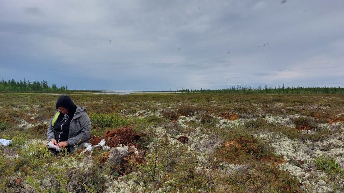 Образование и наука, Природа, ТГУ, Томские новости, вуз образование участки эмиссия углерод поврежденные участки Томские ученые зафиксировали повышение эмиссии углерода на повреждённых участках тундры