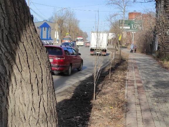 Городское благоустройство, Зелень в городе, Томские новости, тополя посадили деревья высадили посадки зелень интересные новости Томска В Томске на ул. Яковлева высадили пирамидальные тополя