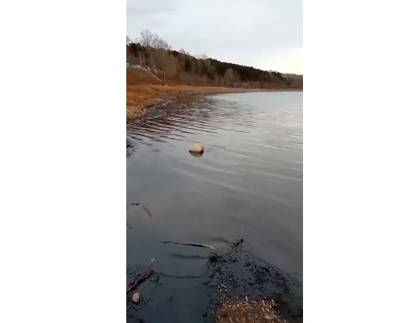 Происшествия, Томские новости, Экология, нефтепродукты разлив нефти мазут Загрязнение экология Северск интересные новости Томска Росприроднадзор зафиксировал превышение содержания нефтепродуктов в Томи в районе Северска