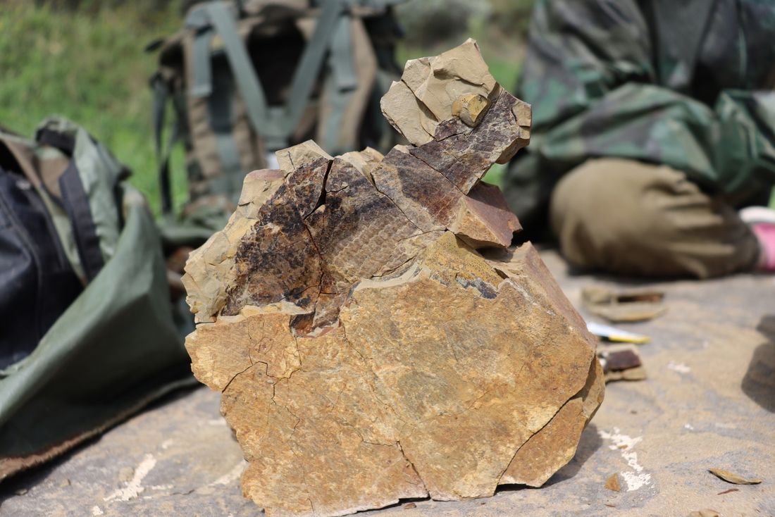 Образование и наука, ТГУ, Томские новости, динозавры Иркутская область археология палеонтология поиски раскопки парк мир юрского периода Томские ученые «поймали» 25 рыб юрского периода