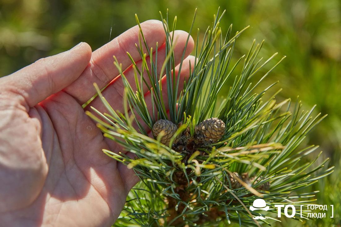 Природа, Томские новости, елка шишки дикоросы сосна сбор шишек сезон Кедровая сосна в Сибири стала давать меньше шишек — томские ученые