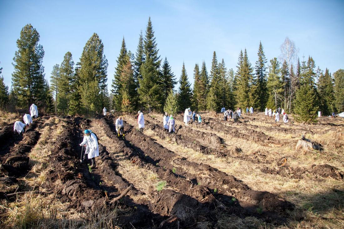 Природа, Томские новости, кедры высадка деревьев посадки лесопосадки СИБУР экологические акции Более 6 000 сибирских кедров высадили волонтеры СИБУРа в окрестностях Томска