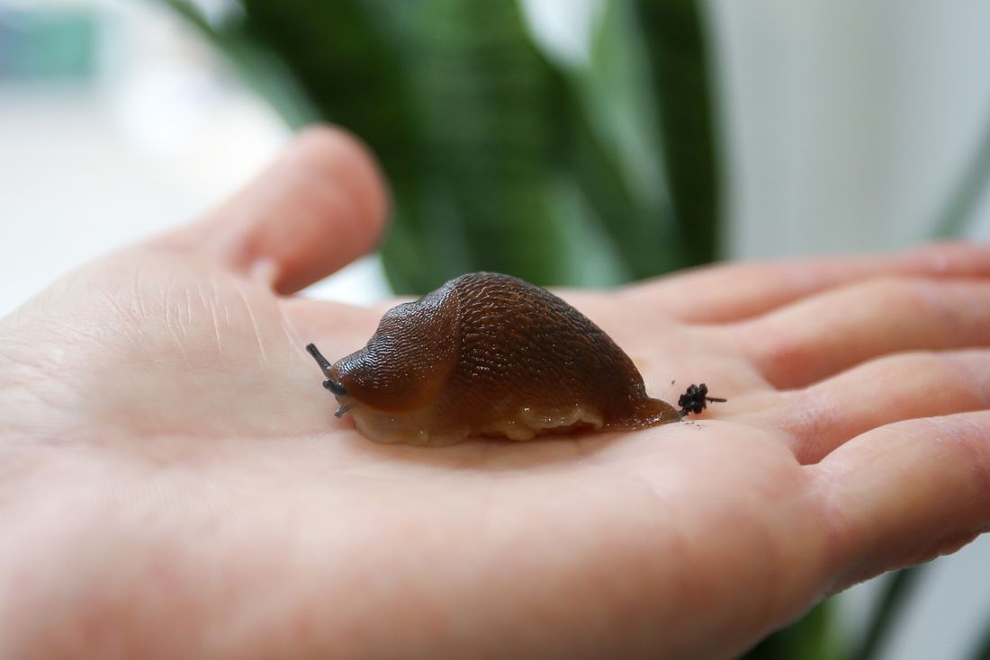 Образование и наука, ТГУ, Томские новости, еда есть жуков говядина свинина образование экономия экология томская наука интересные новости Томск Слизни и жуки-носороги полезнее свинины и говядины — томские ученые