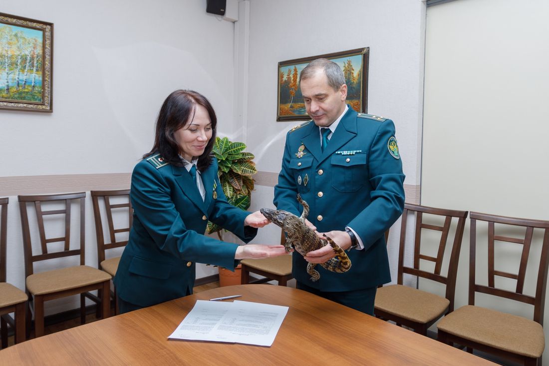 Криминал, Томские новости, крокодил чучело заперещенка контрабанда нарушение закона ввоз экспонаты музеи Томска интересные ново Таможенники передали Зоологическому музею ТГУ чучело крокодила