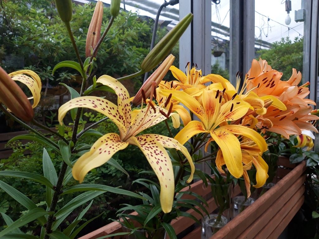 Зелень в городе, ТГУ, Томские новости, цветы куда сходить мероприятия зелень выставки растения Томичей приглашают посмотреть на «Краски лета» в Ботсаду ТГУ