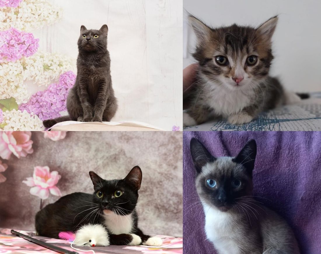 Благотворительность, Томские новости, фестиваль ярмарка благотворительность где взять кота котенка животные интересные новости Томска Томичей приглашают на благотворительную выставку котят в Российско-немецком доме