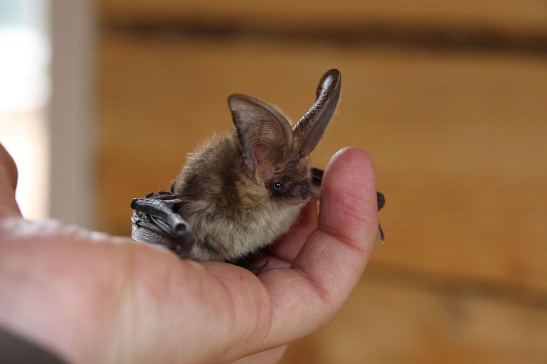 Образование и наука, ТГУ, Томские новости, животные красная книга сохранение флоры и фауны безопасность ночницы поганки интересные новости Томс Томские ученые предлагают охранять красношейную поганку и перестать путать ночниц