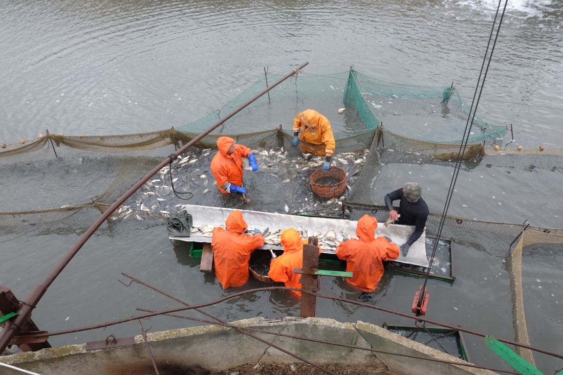 Томские новости, форель рыба проблемы киргизия красная рыба купить хе интересные новости Томска В Томскую область временно не будут поставлять форель и икру из Кыргызстана