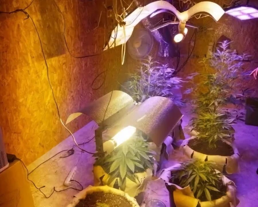 Криминал, Происшествия, Томские новости, уголовное дело наркотики запрещенные вещества интересные новости Томска Томич обустроил гараж для выращивания конопли