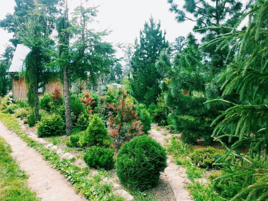 Погода и природа, Природа, Томские новости, питомник лес ель сосна выращивание елей Аграрии Томской области выполнили план по посеву лесных культур