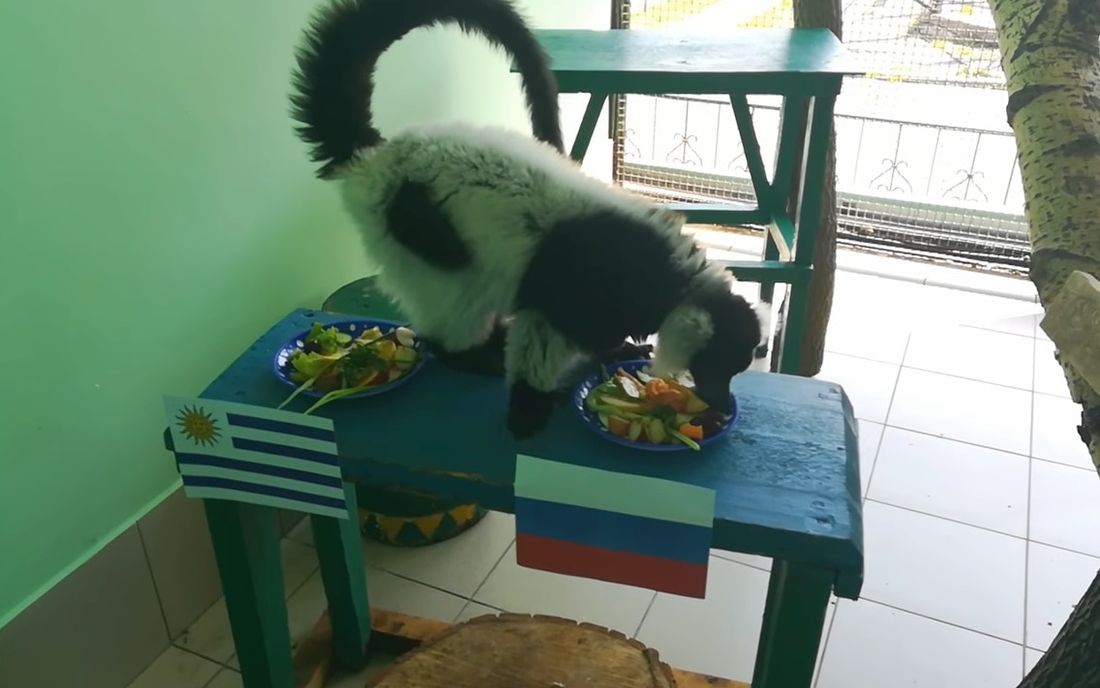 Спорт, Спорт в Томске, Томские новости, россия уругвай чемпионат мир-2018 футбол победа предсказание лемур зоопарк Северский лемур Мила предсказала победу сборной России в матче ЧМ против Уругвая (ВИДЕО)