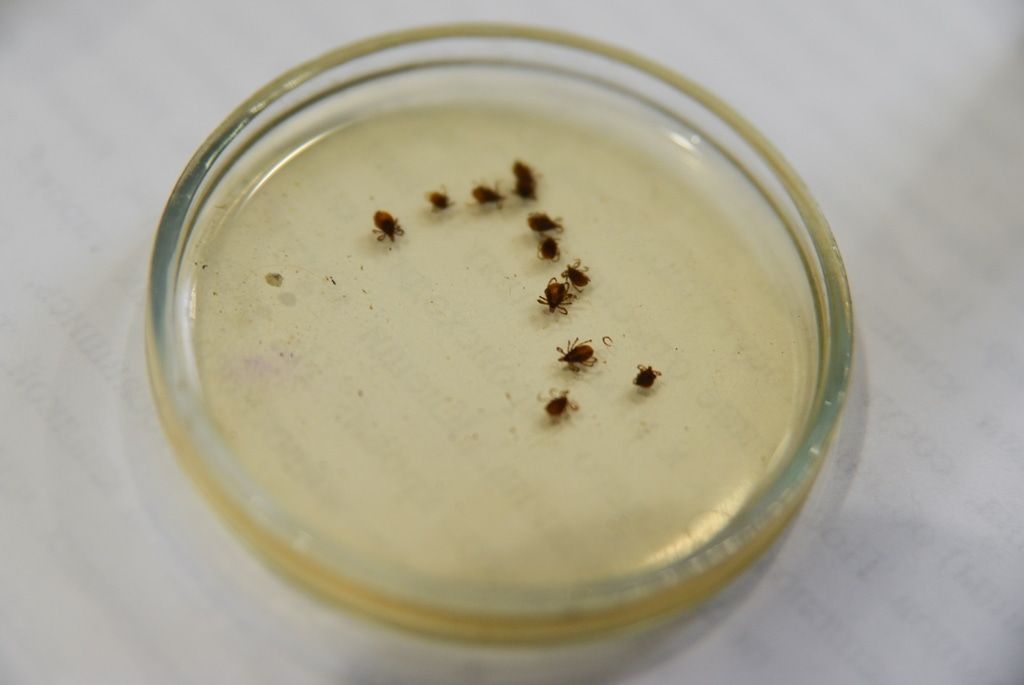 Образование и наука, Погода и природа, ТГУ, Томские новости, клещи тгу энцефалит томск лес Биологи ТГУ: риск встречи с клещами в Томске существенно сократился