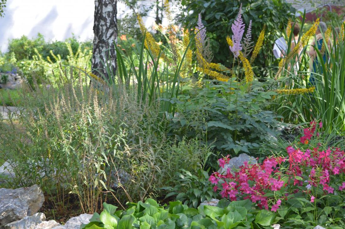Городское благоустройство, Томские новости, клумба цветы томск благоустройство цветники 2019 Летом цветники Томска украсят энотера, сальвия и портулак