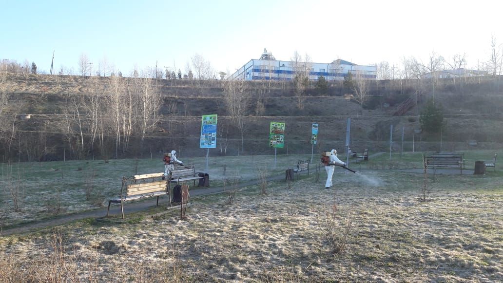 Безопасность, Природа, Томские новости, клещи обработка энцефалит гулять безопасно где обрабатаывают Томские скверы обрабатывают от клещей