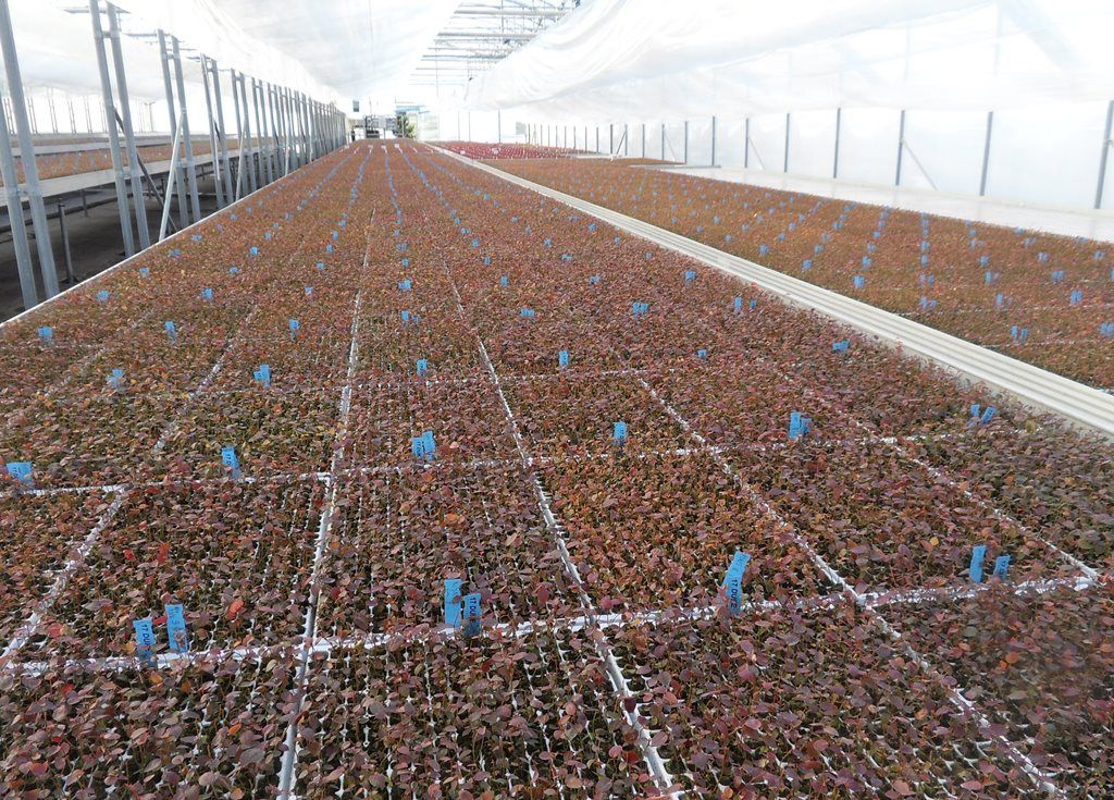 Медицина и биотехнологии в ТГУ, ТГУ, Томские новости, жимолость плантация убрка урожая промышленность автоматика Томские ученые помогут создать первую «умную» плантацию жимолости