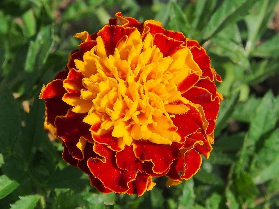 Зелень в городе, Томские новости, бархатцы петунии зелень клумбы цветы в городе Этим летом на томских клумбах высадят сальвию, бархатцы и агератум