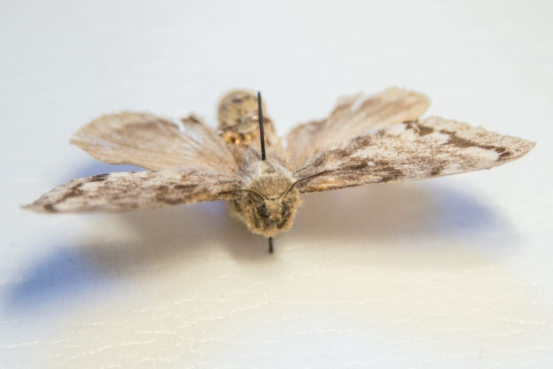 Образование и наука, Природа, ТГУ, Томские новости, шелкопряд кокон вредитель бабочка Сибирский шелкопряд может окончательно прописаться в Томске - томские ученые