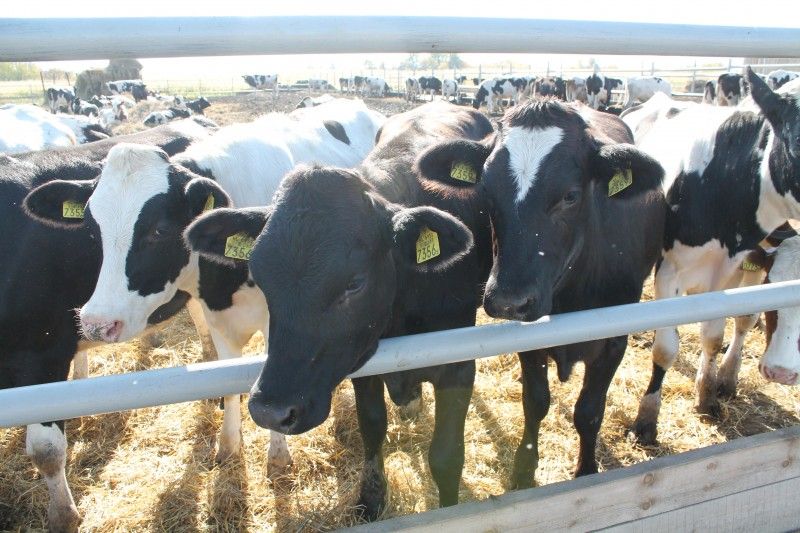 ЗД ТО, Томские новости, помощь аграрии защита помогли защитили Депутаты томской облдумы поддержат обращение о выделении помощи сельхозпредприятиям