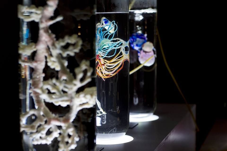 Томские новости, биоарт нейроарт Томичи создавали «спекулятивные» организмы на мастер-классе по art&science направлению