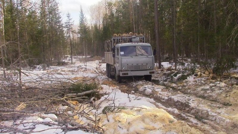 Происшествия, Томские новости, авария ДТП врезались столкнулись скончался пешеход насмерть сбили сводка происшествий дорожная обста КамАЗ сбил пешехода на лесной дороге в Томской области
