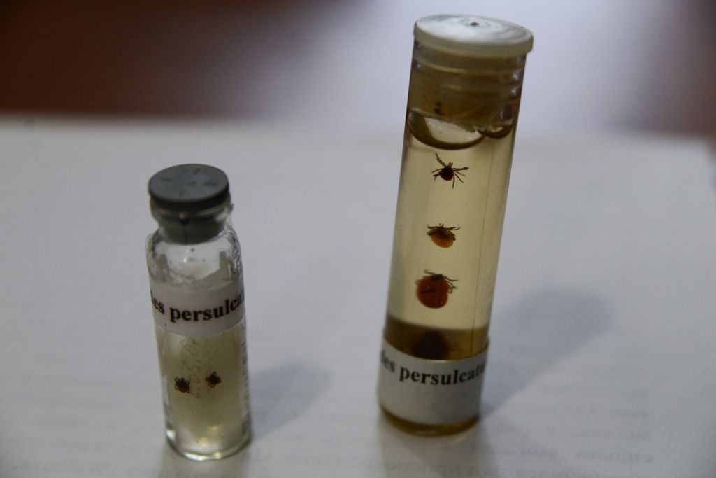 Медицина и биотехнологии в ТГУ, Образование и наука, ТГУ, Томские новости, инфекции клещи зараза лайм боррелиоз Ученые узнают, есть ли среди томских клещей гибриды