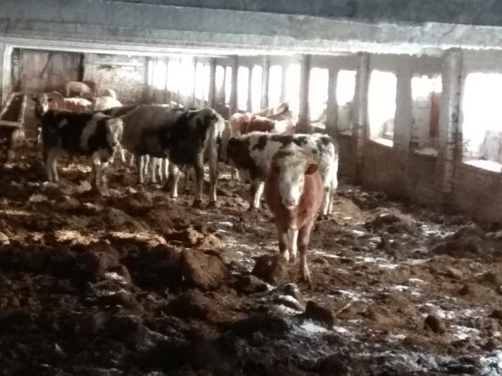 Судебные дела, Томские новости, арест судебные приставы ферма долги В Томской области приставы арестовали часть имущества фермера, чья лошадь стала участником ДТП