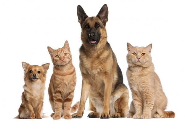 ЗД ТО, Томские новости, дума исследование ЗД ТО закон о животных Томичи не знают о существовании закона о содержании собак и кошек - исследование