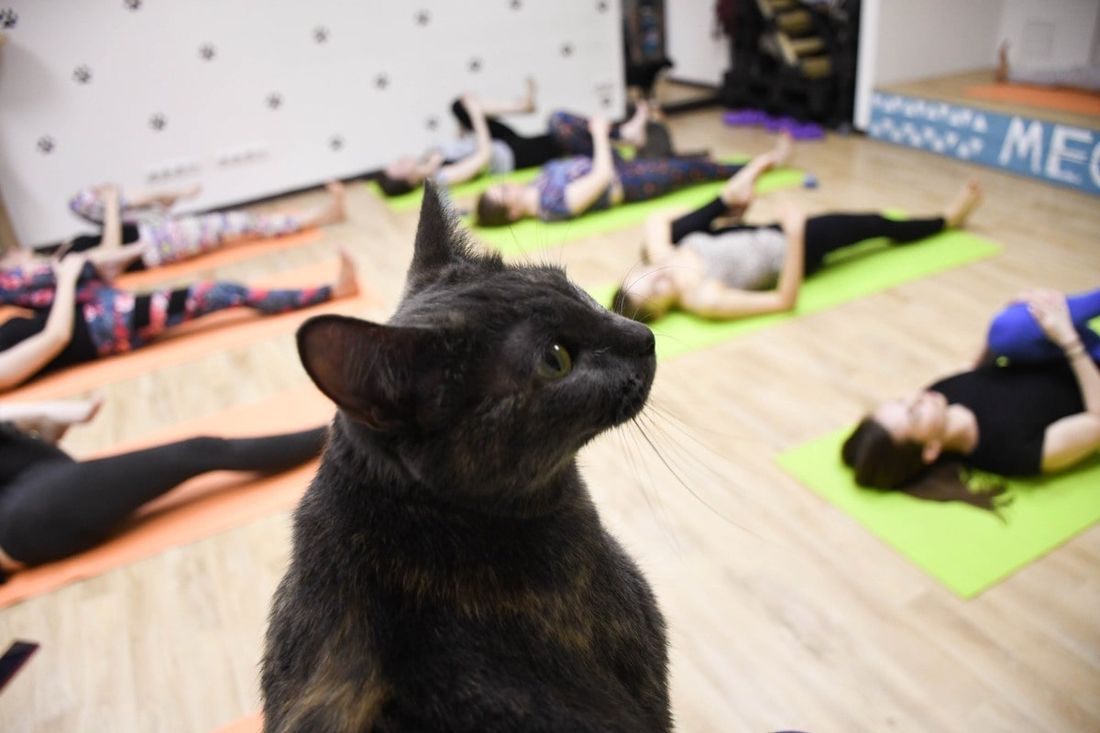 Конкурсы и акции, Отдых, Томские новости, йога котики котокафе Томичей приглашают на котойогу