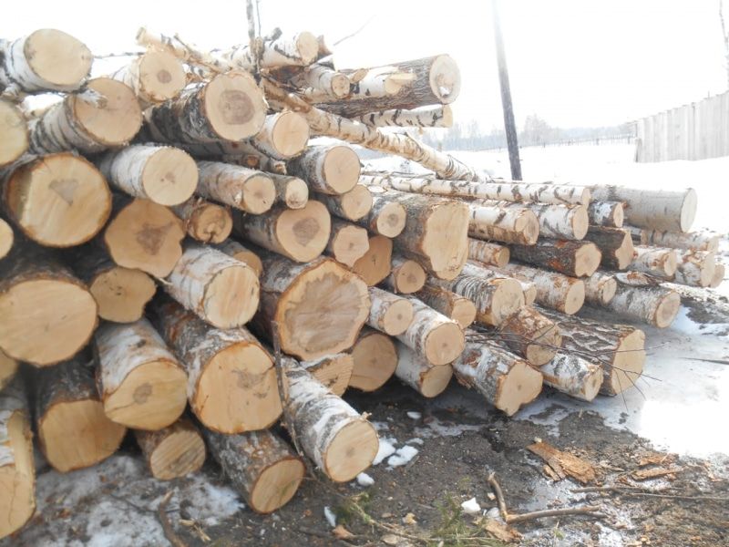 Криминал, Томские новости, черный лесоруб лес деревья рубят Предприниматель из Томска незаконно нарубил леса на 450 тыс. рублей
