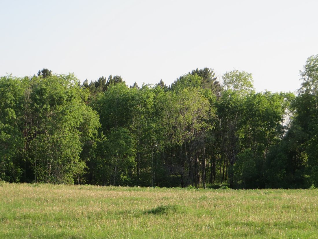 Природа, Судебные дела, Томские новости, лесничество Тегульдет Хенда-Сибирь леса восстановление «Хенда-Сибирь» восстановит более 11 тыс. гектаров леса в Томской области