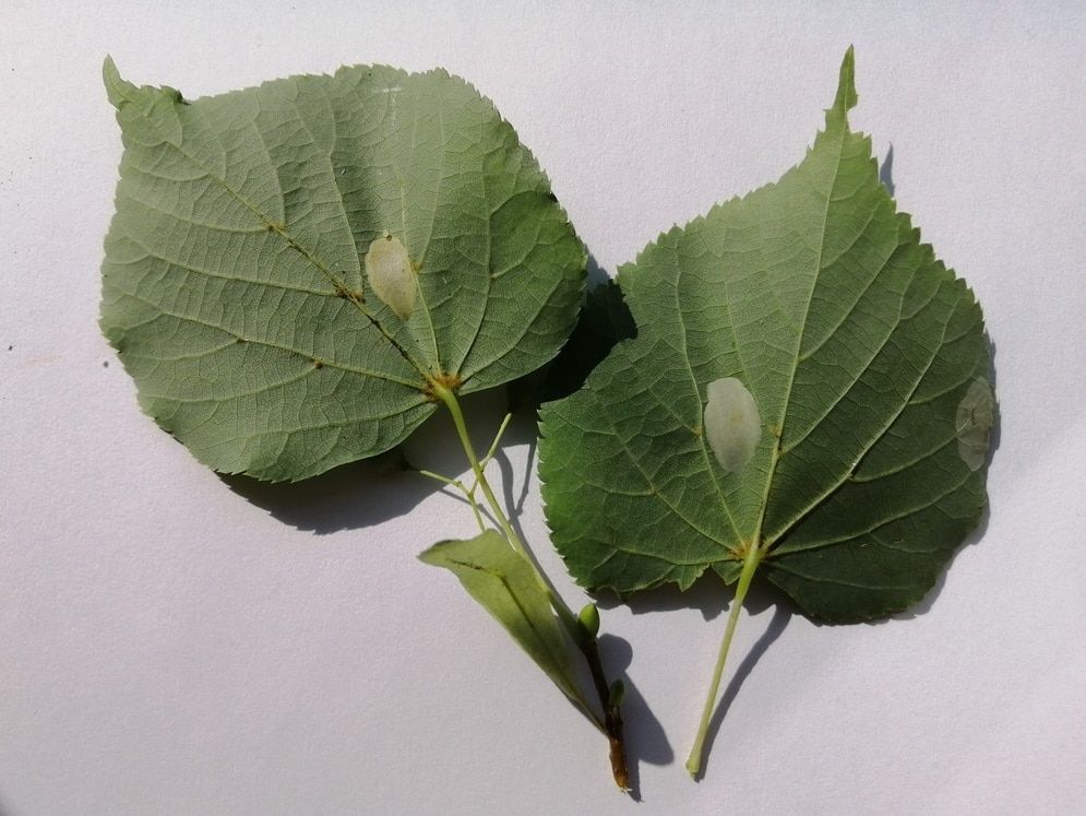 Образование и наука, ТГУ, Томские новости, Экология, пестрянка вредители деревья лес Томска Томские ученые исследуют насекомое, которое «минирует» томские липы