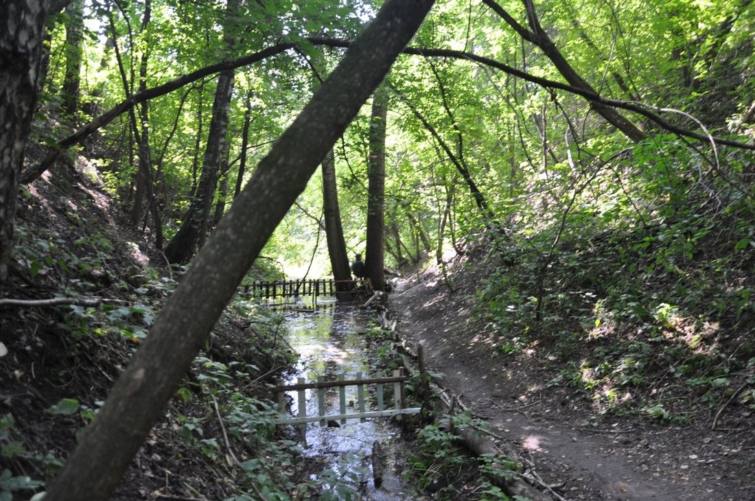 Зелень в городе, Томские новости, михайловская роща Томичи разметят ямы для посадки новых деревьев в Михайловской роще