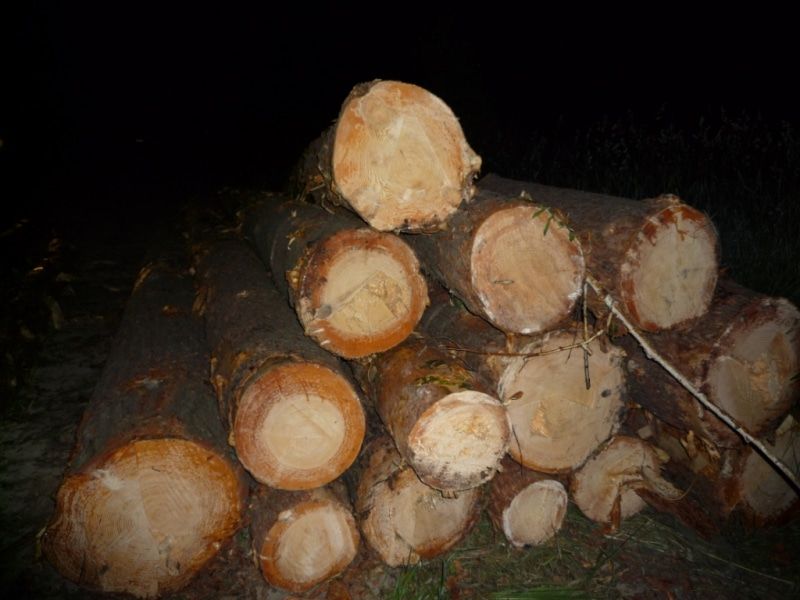 Происшествия, Томские новости, тюрьма рубит сосны лес черные лесоруб Томич незаконно срубил сосны и березы на более чем 21 млн рублей